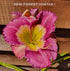 Hemerocallis 'Emperor Butterfly' - New Forest Hostas & Hemerocallis