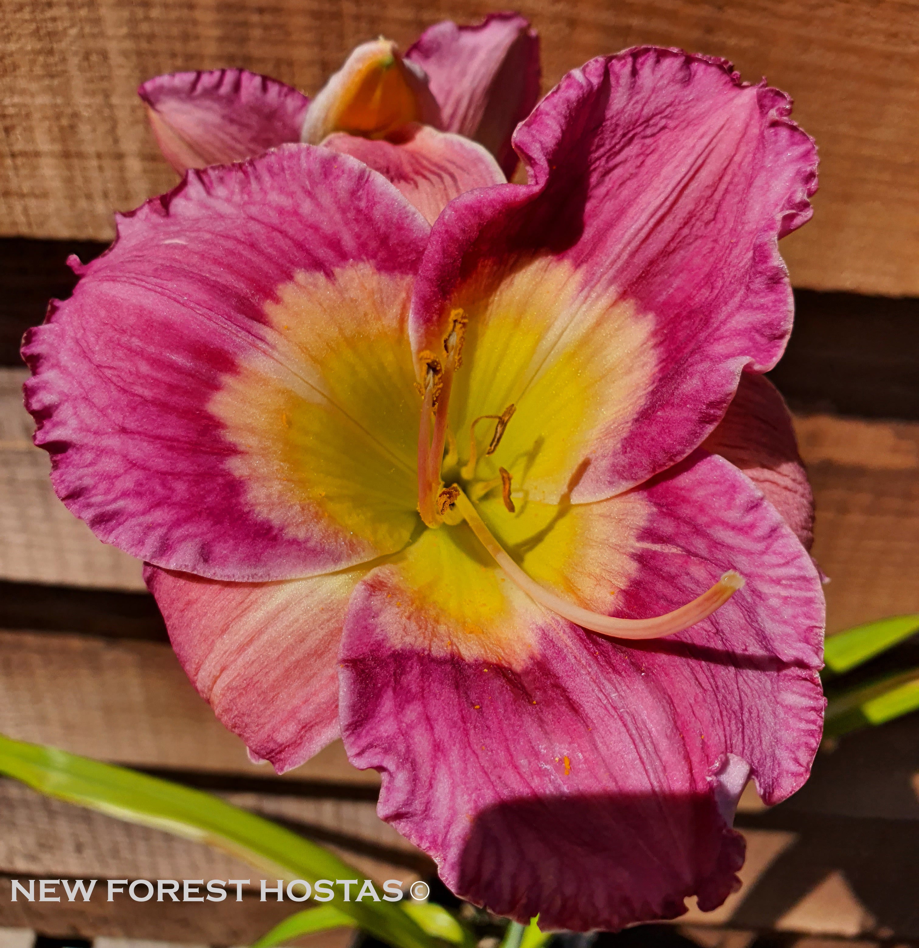 Hemerocallis 'Emperor Butterfly' - New Forest Hostas & Hemerocallis