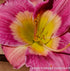 Hemerocallis 'Emperor Butterfly' - New Forest Hostas & Hemerocallis