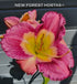 Hemerocallis 'Emperor Butterfly' - New Forest Hostas & Hemerocallis