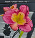 Hemerocallis 'Emperor Butterfly' - New Forest Hostas & Hemerocallis