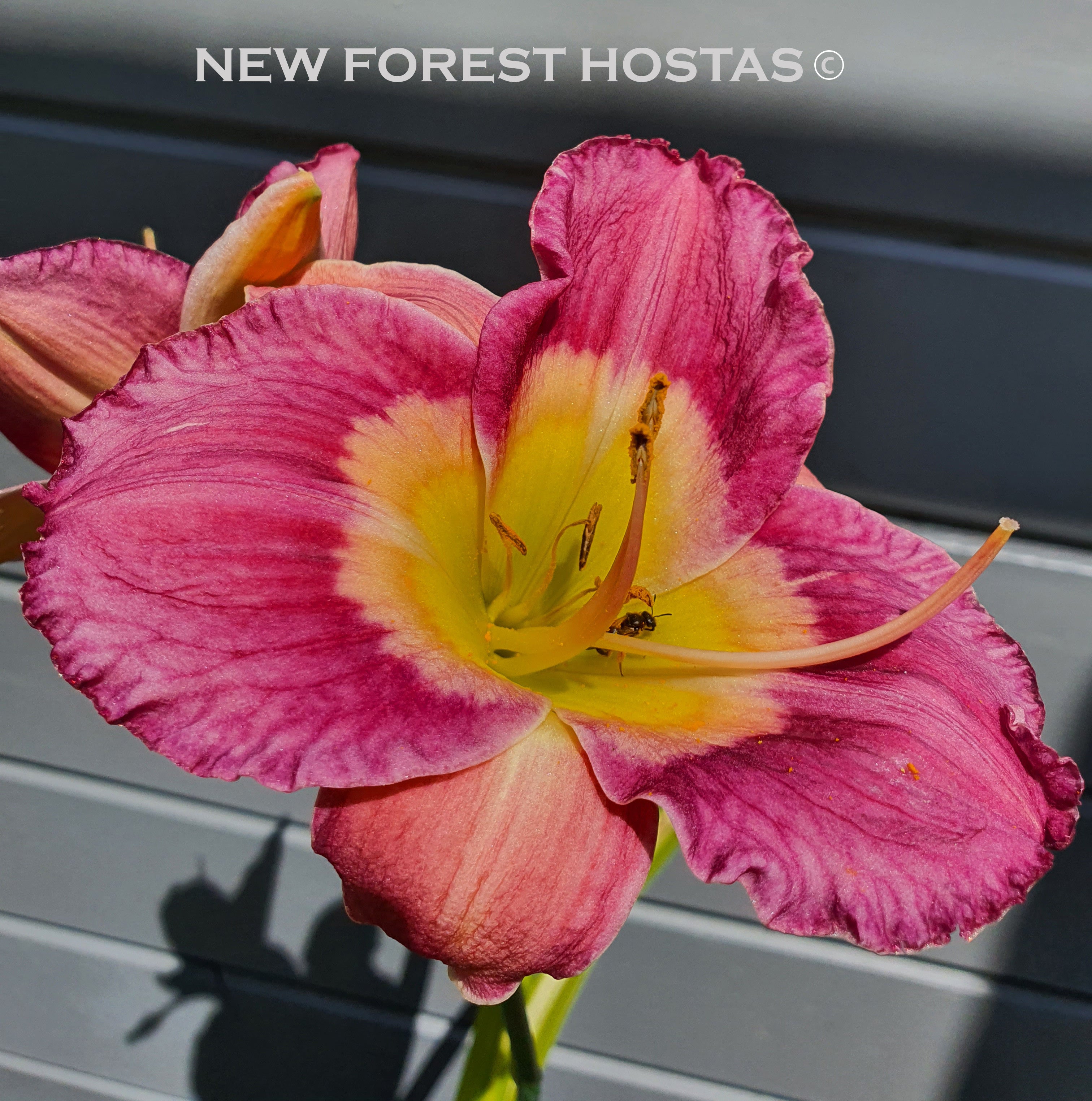 Hemerocallis 'Emperor Butterfly' - New Forest Hostas & Hemerocallis