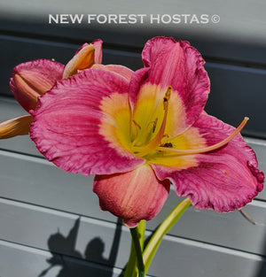 Hemerocallis 'Emperor Butterfly' - New Forest Hostas & Hemerocallis