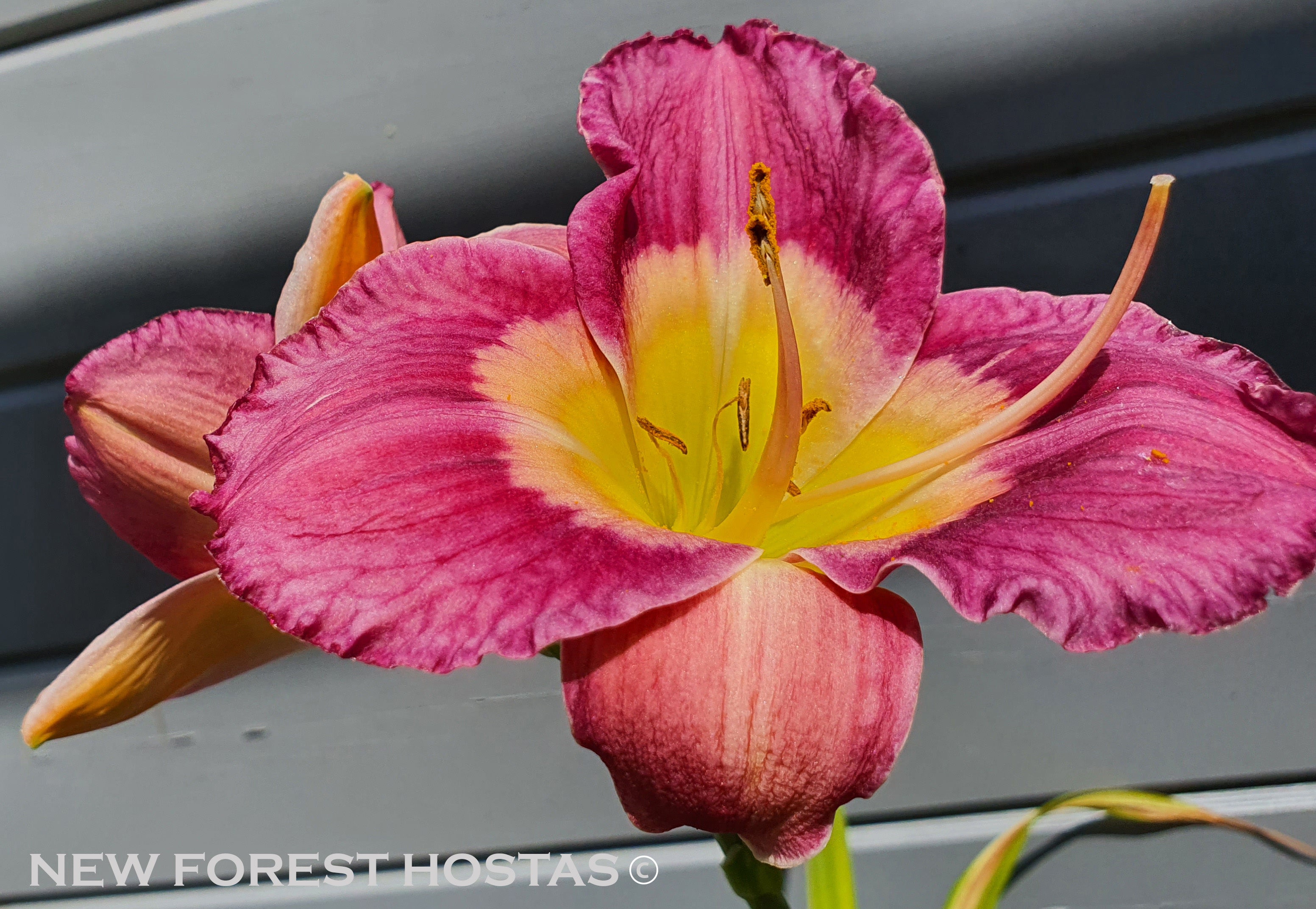 Hemerocallis 'Emperor Butterfly' - New Forest Hostas & Hemerocallis