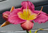 Hemerocallis 'Emperor Butterfly' - New Forest Hostas & Hemerocallis
