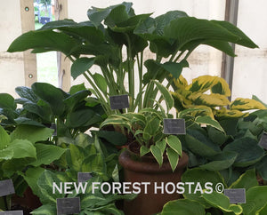 Hosta 'Empress Wu' - New Forest Hostas & Hemerocallis