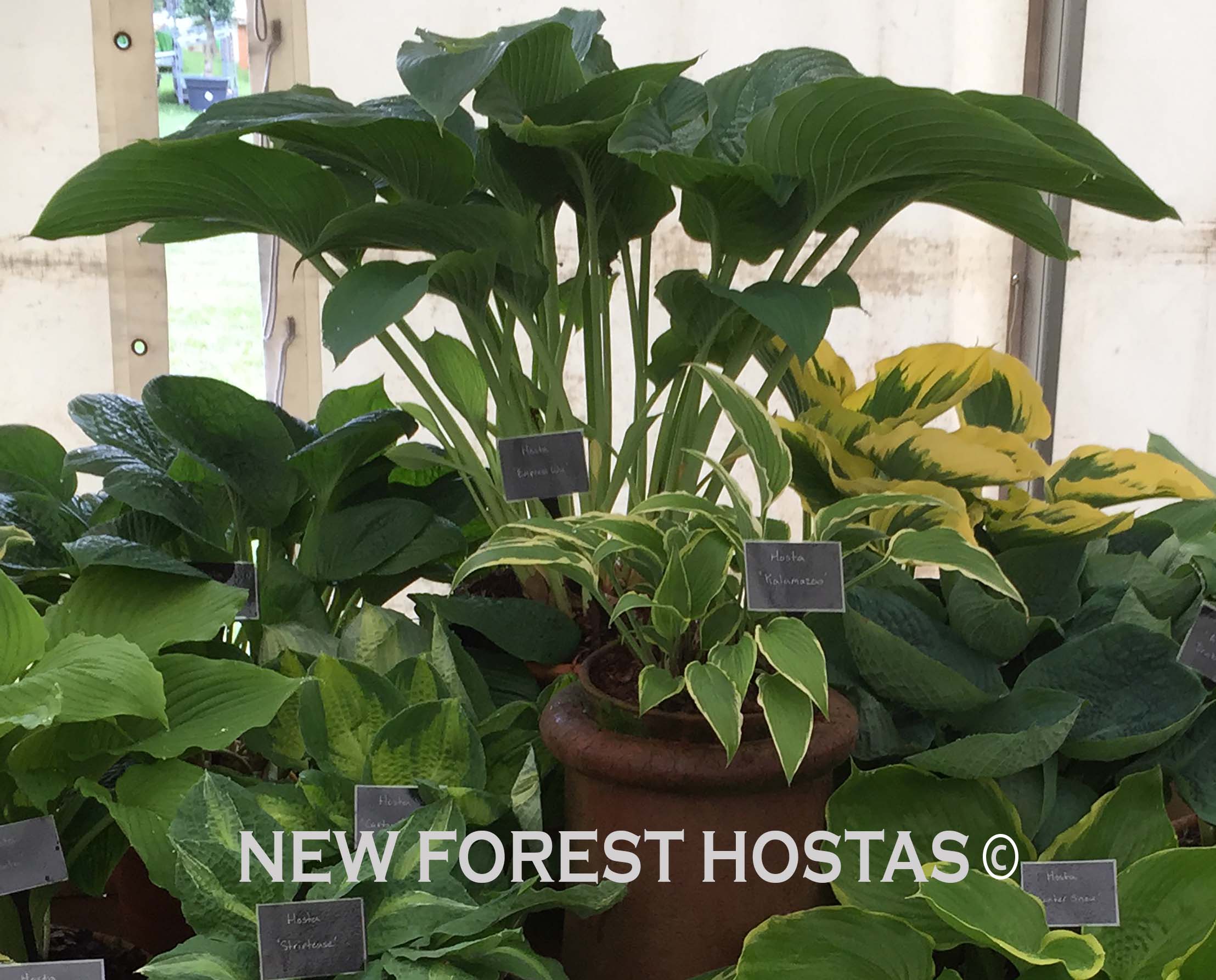 Hosta 'Empress Wu' - Larger Specimen - New Forest Hostas & Hemerocallis