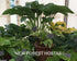 Hosta 'Empress Wu' - Larger Specimen - New Forest Hostas & Hemerocallis