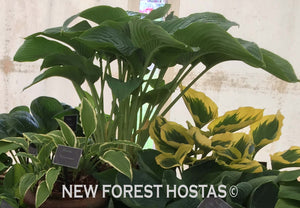 Hosta 'Empress Wu' - Larger Specimen - New Forest Hostas & Hemerocallis
