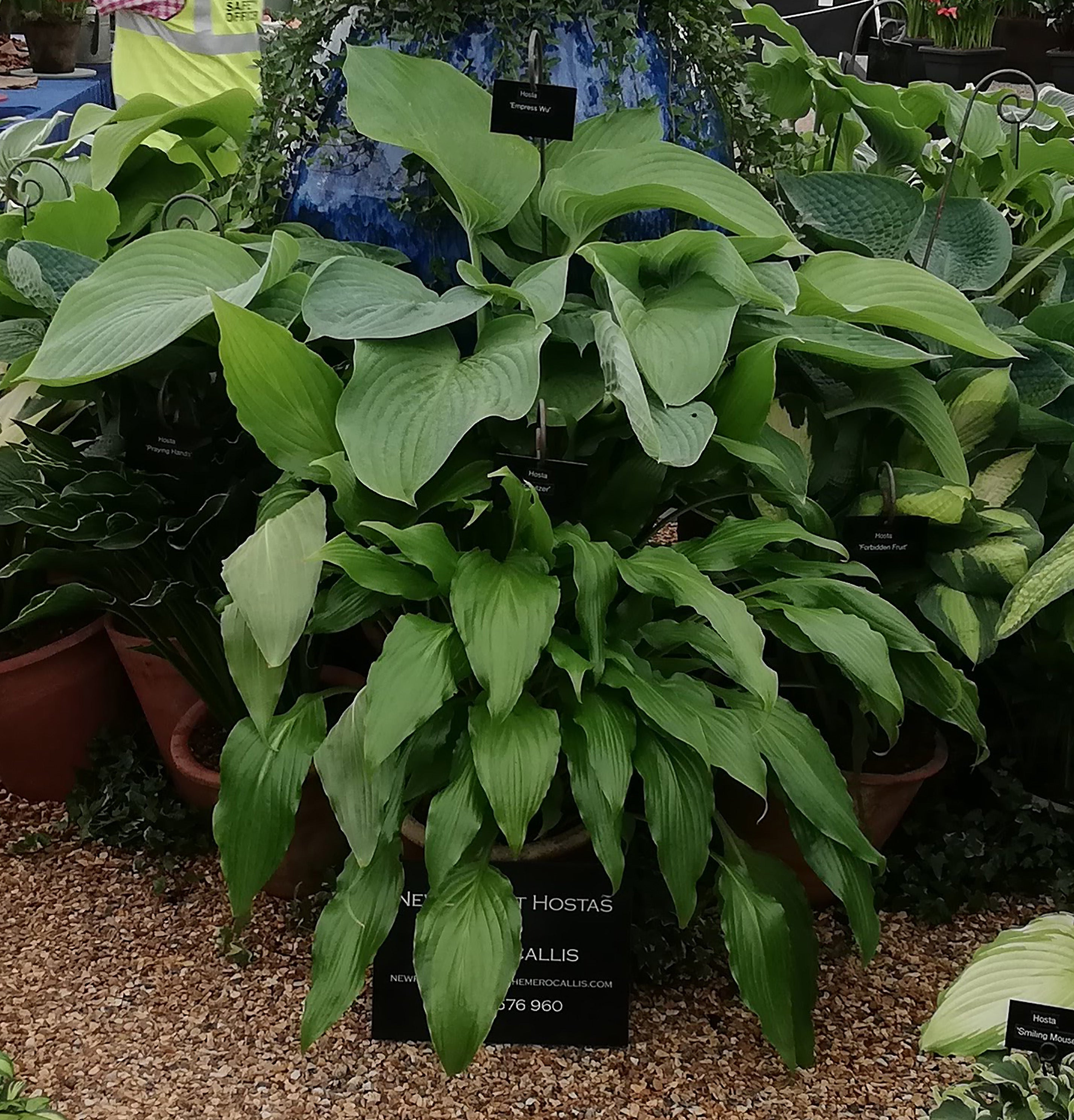 Hosta 'Spritzer' - New Forest Hostas & Hemerocallis