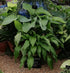 Hosta 'Empress Wu' - New Forest Hostas & Hemerocallis