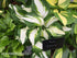 Hosta 'Enterprise' - New Forest Hostas & Hemerocallis