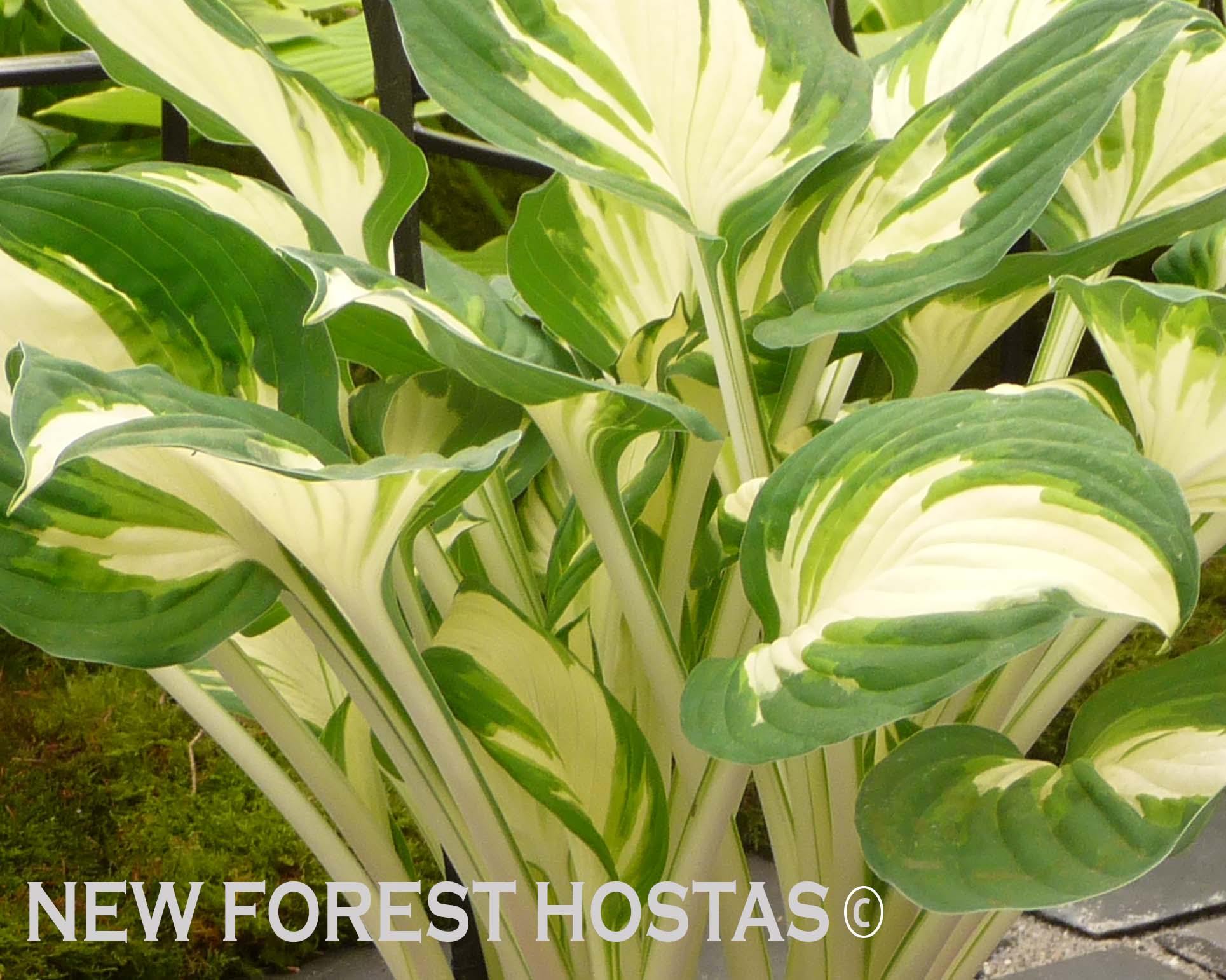 Hosta 'Enterprise' - New Forest Hostas & Hemerocallis