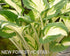 Hosta 'Enterprise' - New Forest Hostas & Hemerocallis