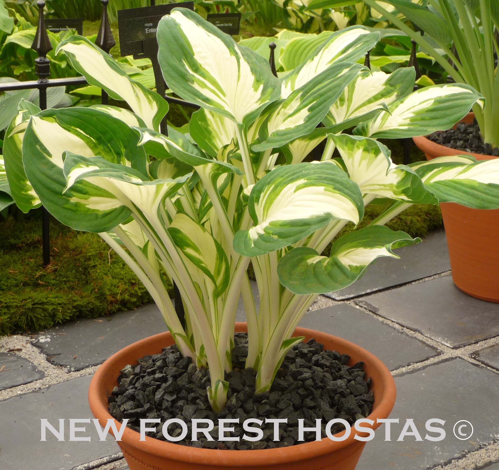 Hosta 'Enterprise' - New Forest Hostas & Hemerocallis