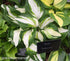 Hosta 'Enterprise' - New Forest Hostas & Hemerocallis