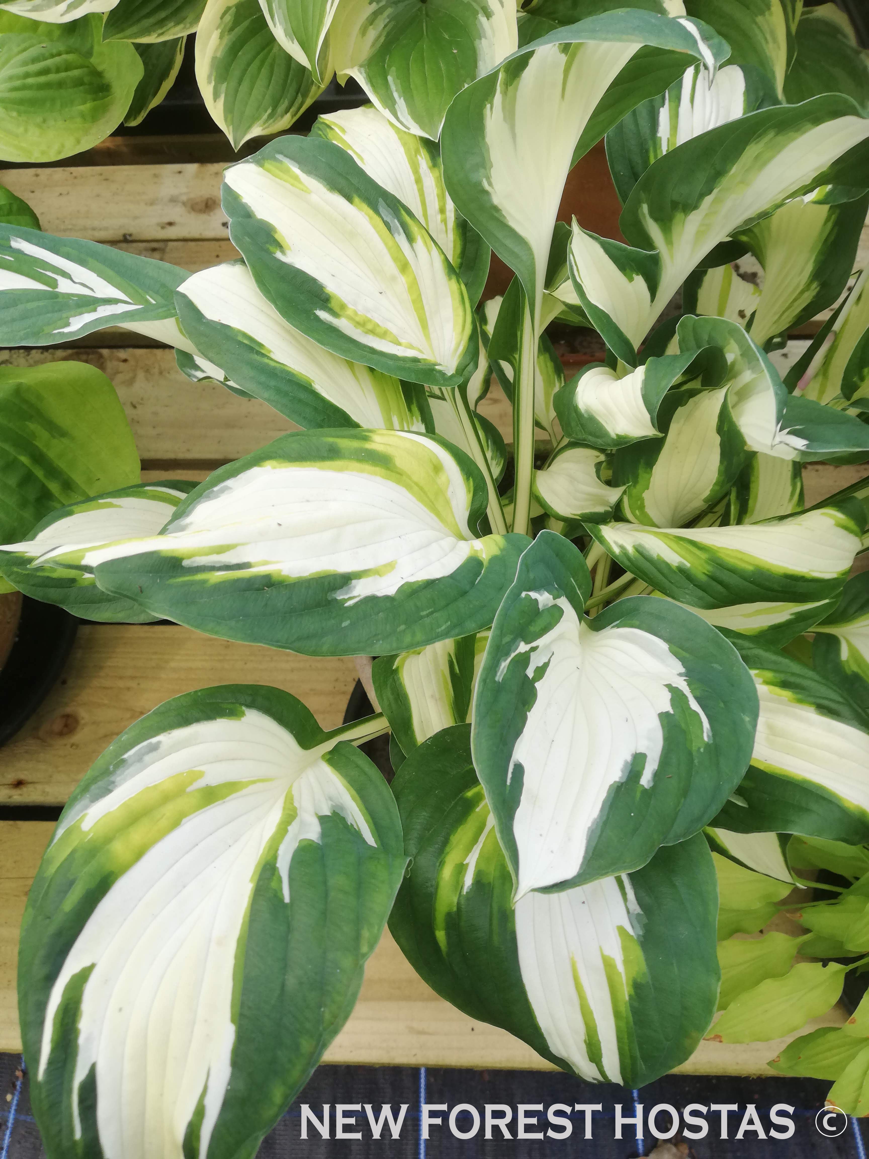 Hosta 'Vulcan' - New Forest Hostas & Hemerocallis