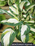Hosta 'Vulcan' - New Forest Hostas & Hemerocallis
