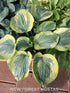 Hosta 'Essence Of Sunset' - New Forest Hostas & Hemerocallis