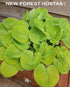Hosta 'Eye Catcher' - New Forest Hostas & Hemerocallis