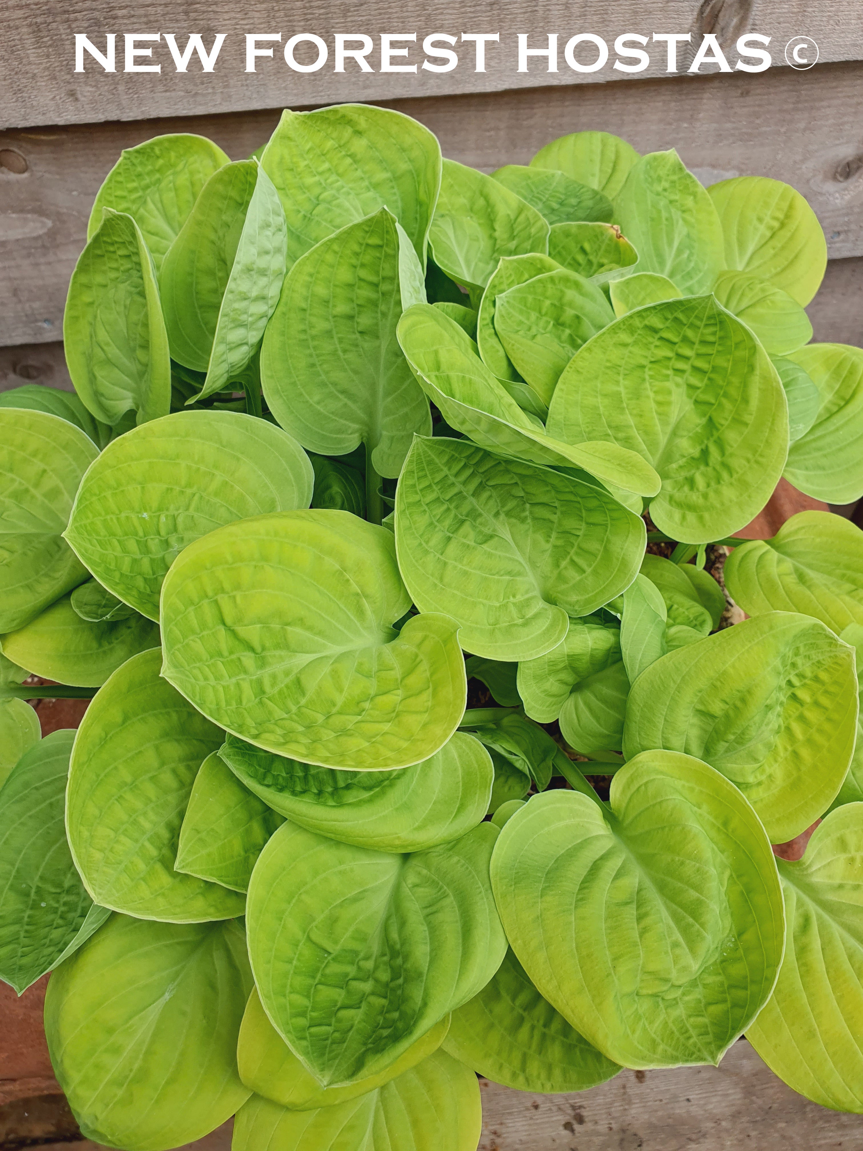 Hosta 'Eye Catcher' - New Forest Hostas & Hemerocallis