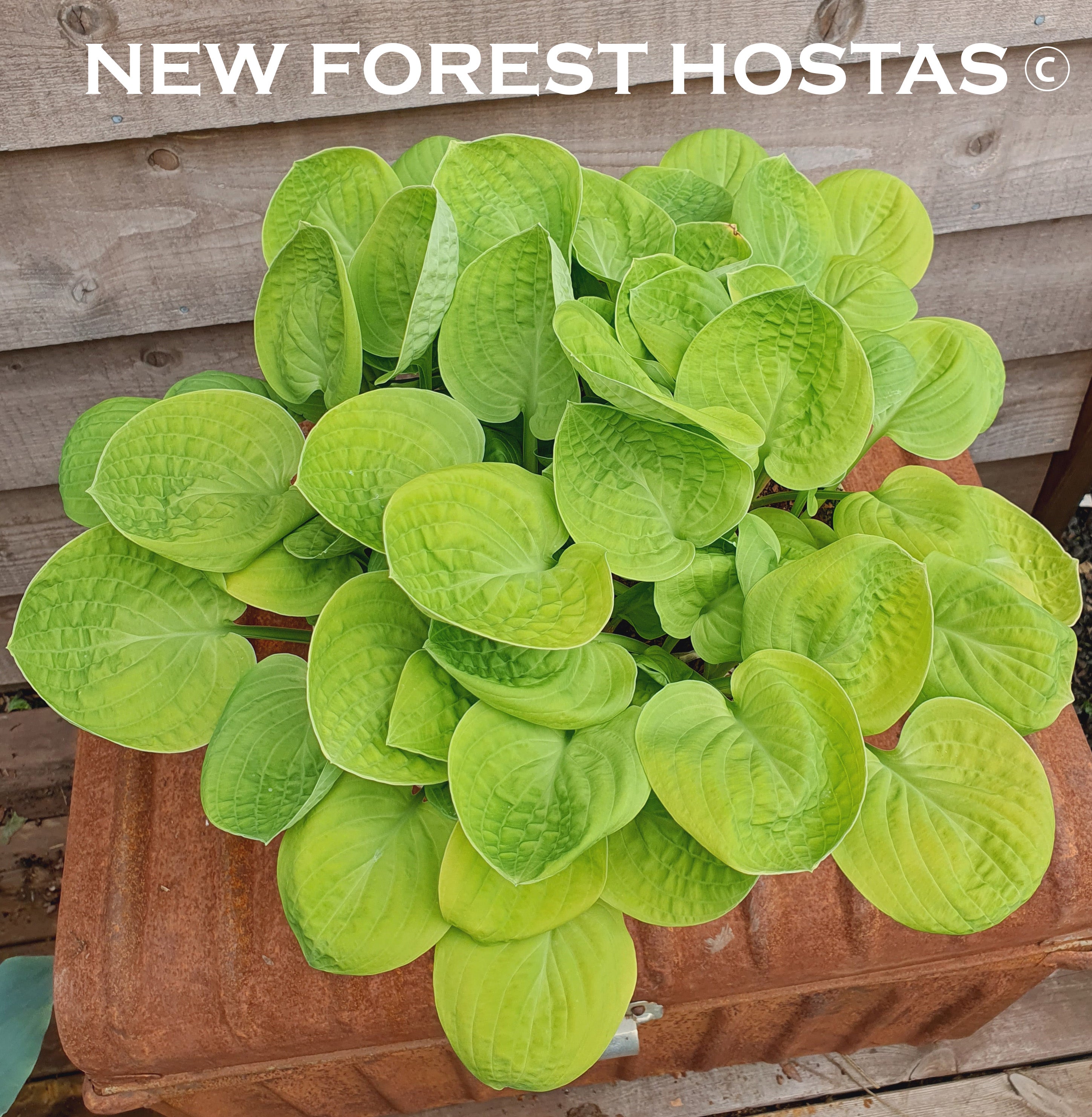 Hosta 'Eye Catcher' - New Forest Hostas & Hemerocallis
