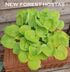 Hosta 'Eye Catcher' - New Forest Hostas & Hemerocallis