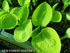 Hosta 'Eye Catcher' - New Forest Hostas & Hemerocallis