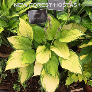 Hosta 'Eye Declare' - New Forest Hostas & Hemerocallis