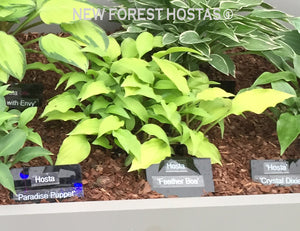 Hosta 'Feather Boa' - New Forest Hostas & Hemerocallis