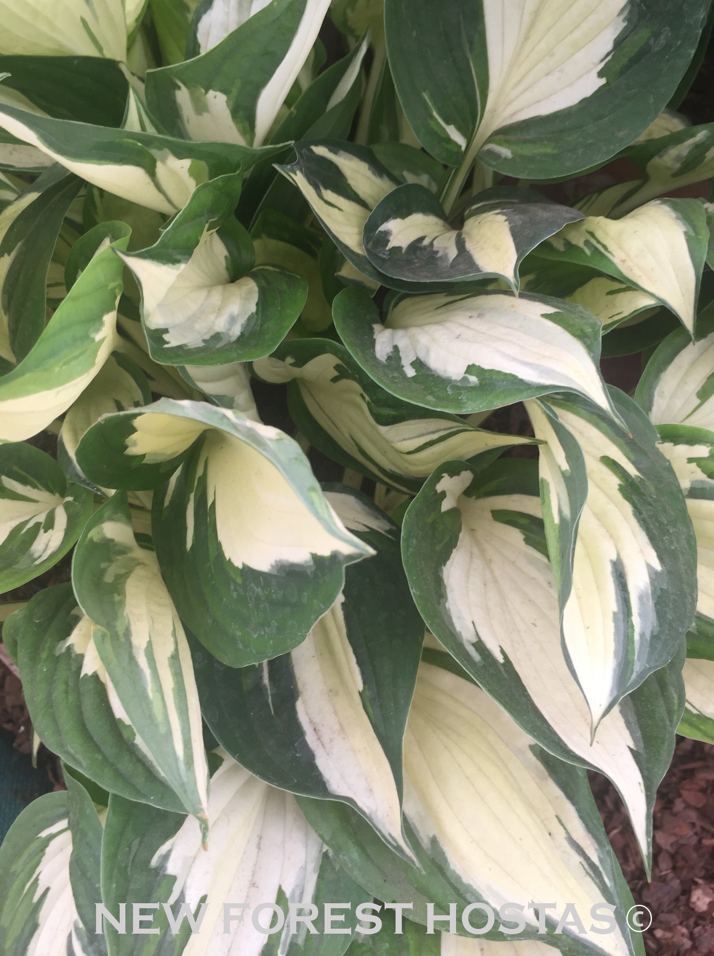 Hosta 'Fire And Ice' - New Forest Hostas & Hemerocallis