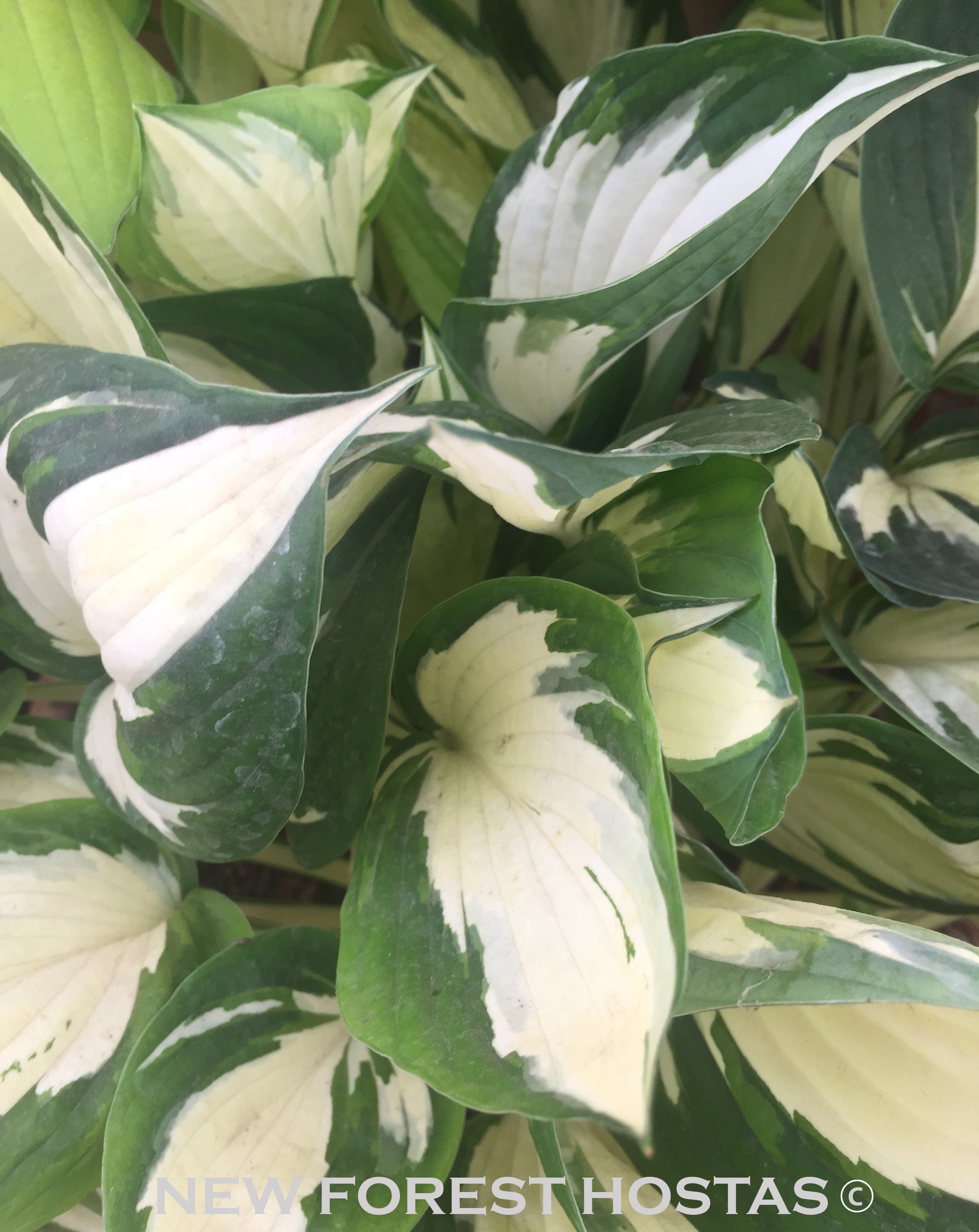 Hosta 'Fire And Ice' - New Forest Hostas & Hemerocallis