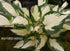 Hosta 'Fire And Ice' - New Forest Hostas & Hemerocallis