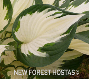Hosta 'Fire And Ice' - New Forest Hostas & Hemerocallis
