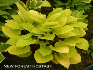 Hosta 'Fire Island' - New Forest Hostas & Hemerocallis