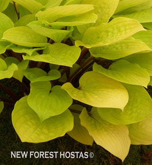 Hosta 'Fire Island' - New Forest Hostas & Hemerocallis