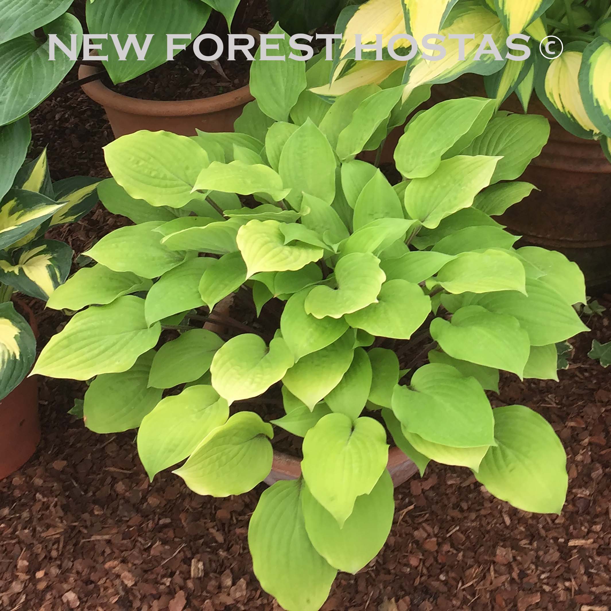 Hosta 'Fire Island' - New Forest Hostas & Hemerocallis