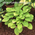 Hosta 'Fire Island' - New Forest Hostas & Hemerocallis