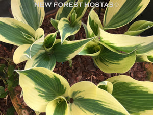 Hosta 'Firn Line' - New Forest Hostas & Hemerocallis