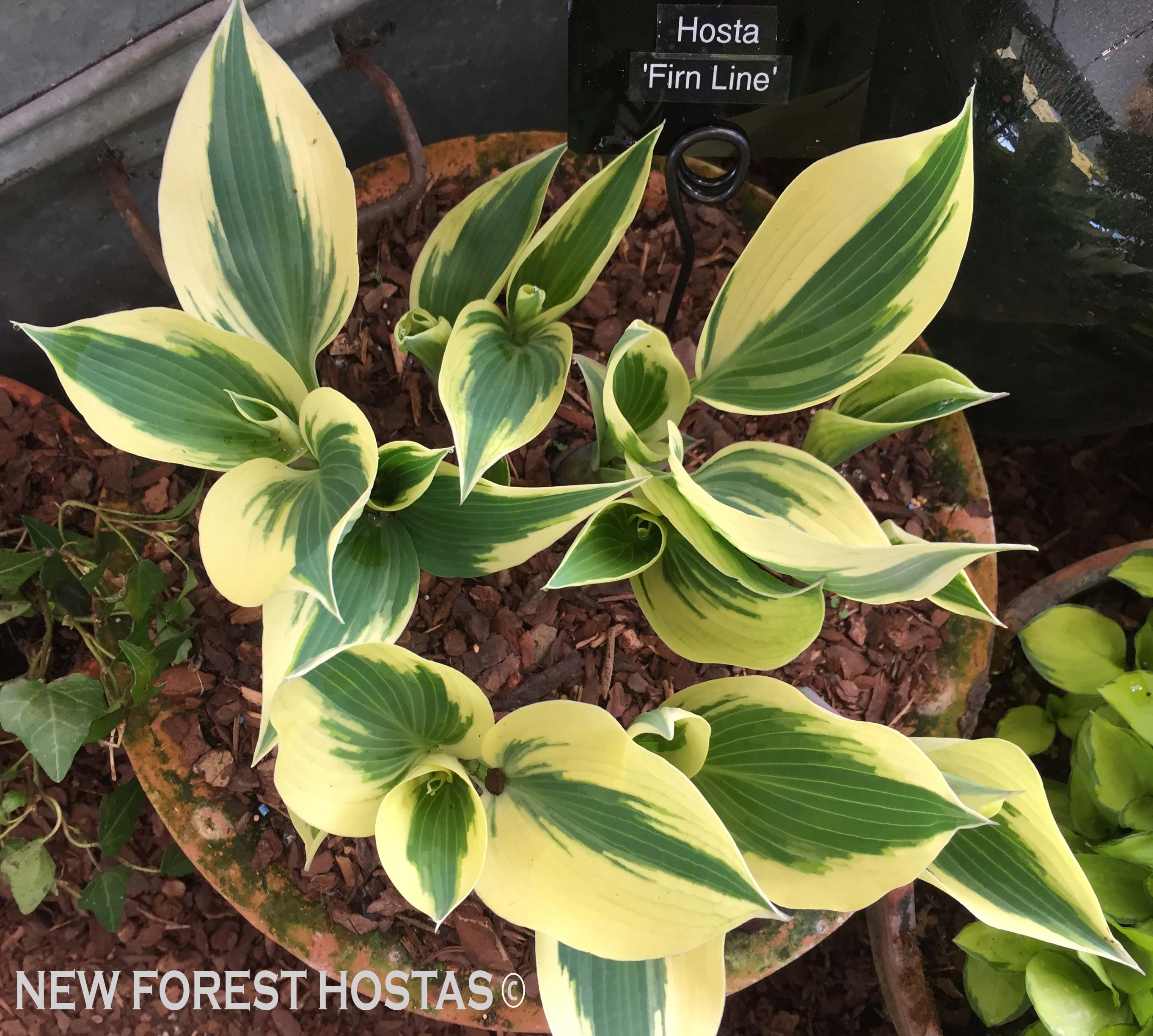 Hosta 'Firn Line' - New Forest Hostas & Hemerocallis