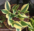Hosta 'Firn Line' - New Forest Hostas & Hemerocallis