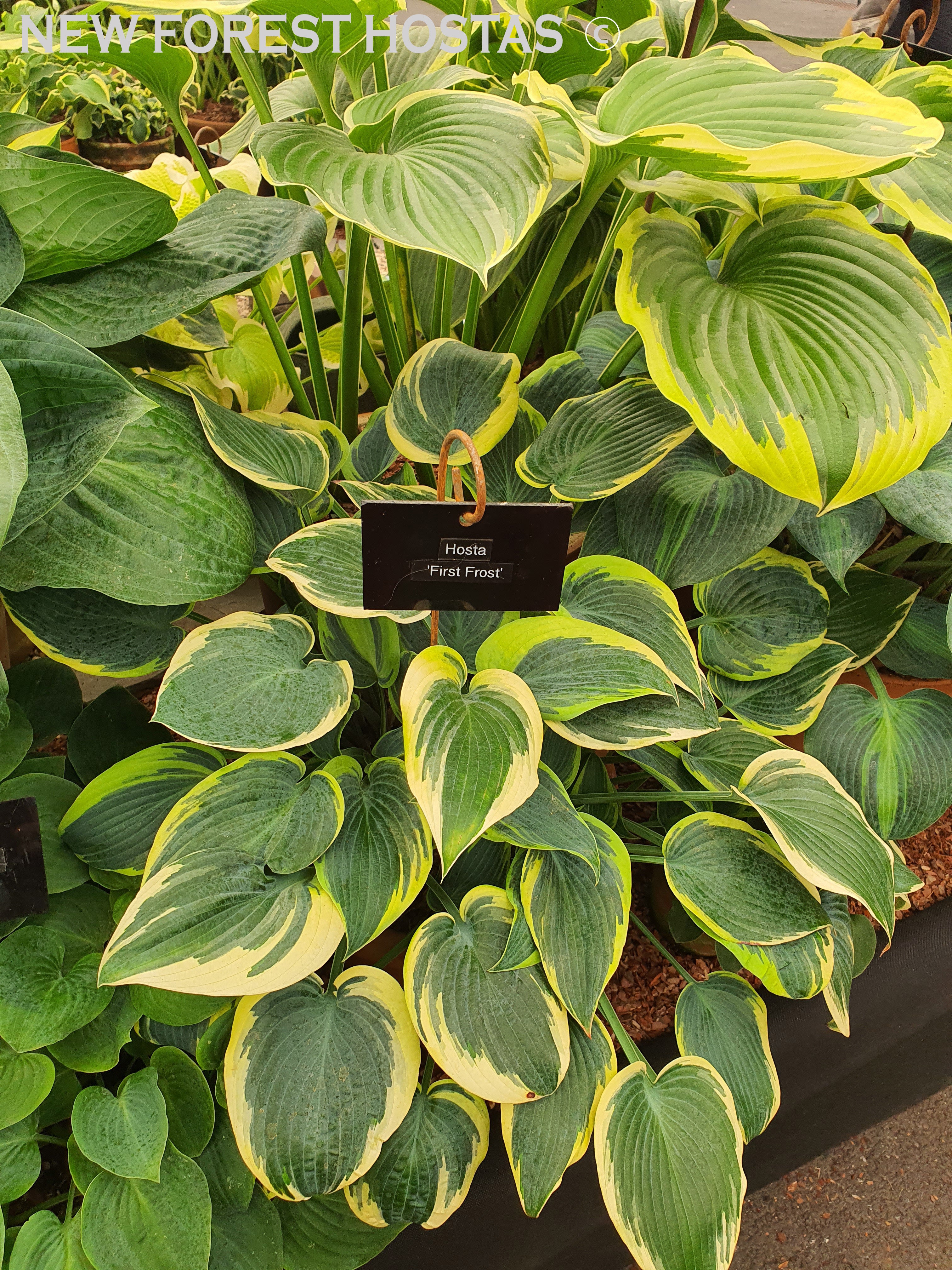 Hosta 'First Frost' - New Forest Hostas & Hemerocallis