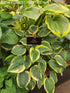 Hosta 'First Frost' - New Forest Hostas & Hemerocallis