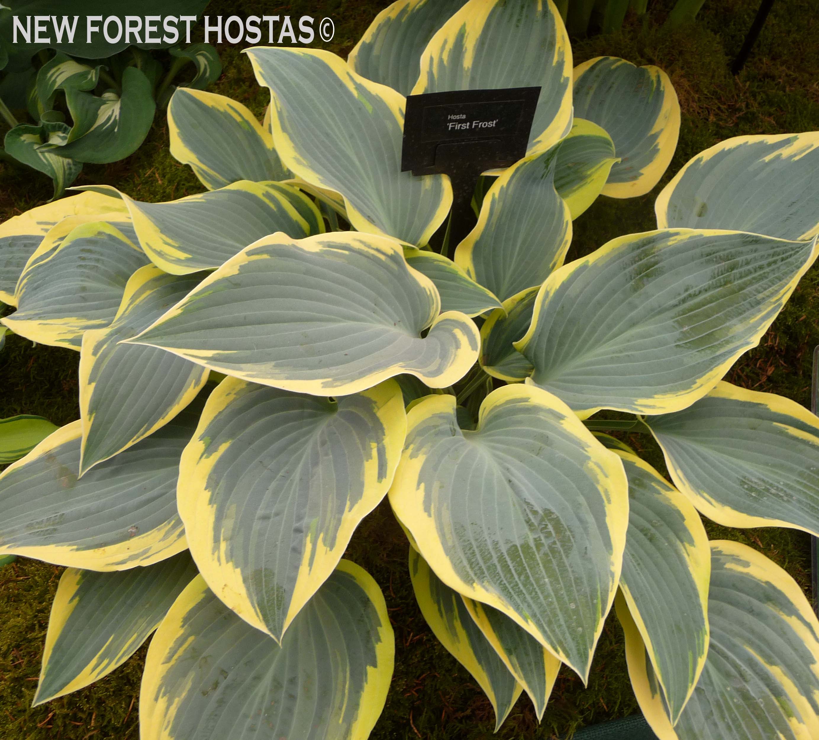 Hosta 'First Frost' - New Forest Hostas & Hemerocallis