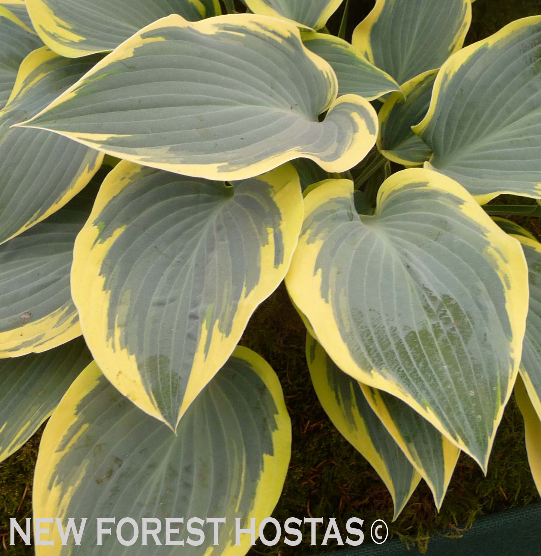 Hosta 'First Frost' - New Forest Hostas & Hemerocallis