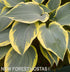 Hosta 'First Frost' - New Forest Hostas & Hemerocallis