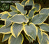 Hosta 'First Frost' - New Forest Hostas & Hemerocallis