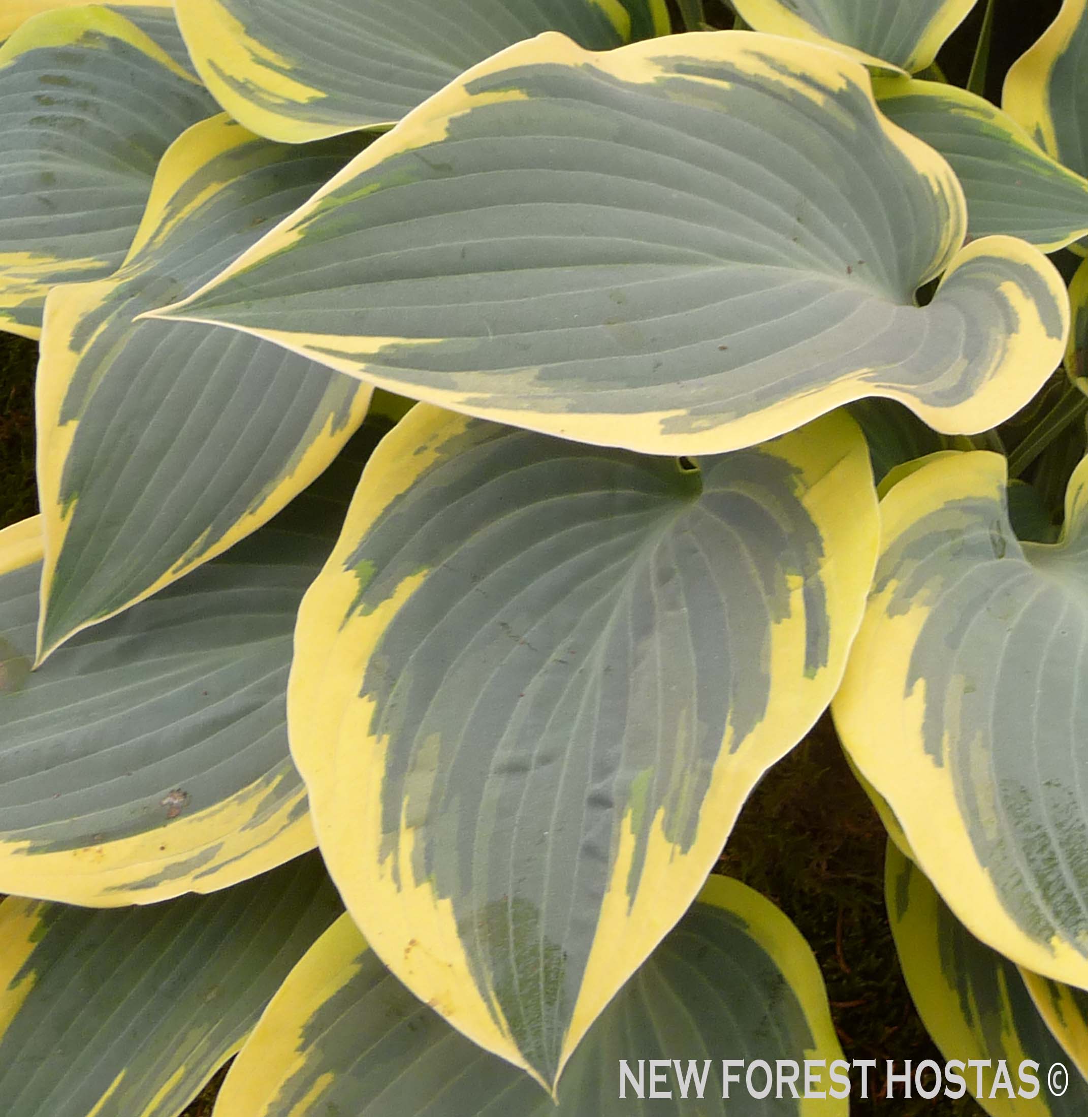 Hosta 'First Frost' - New Forest Hostas & Hemerocallis