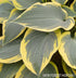 Hosta 'First Frost' - New Forest Hostas & Hemerocallis