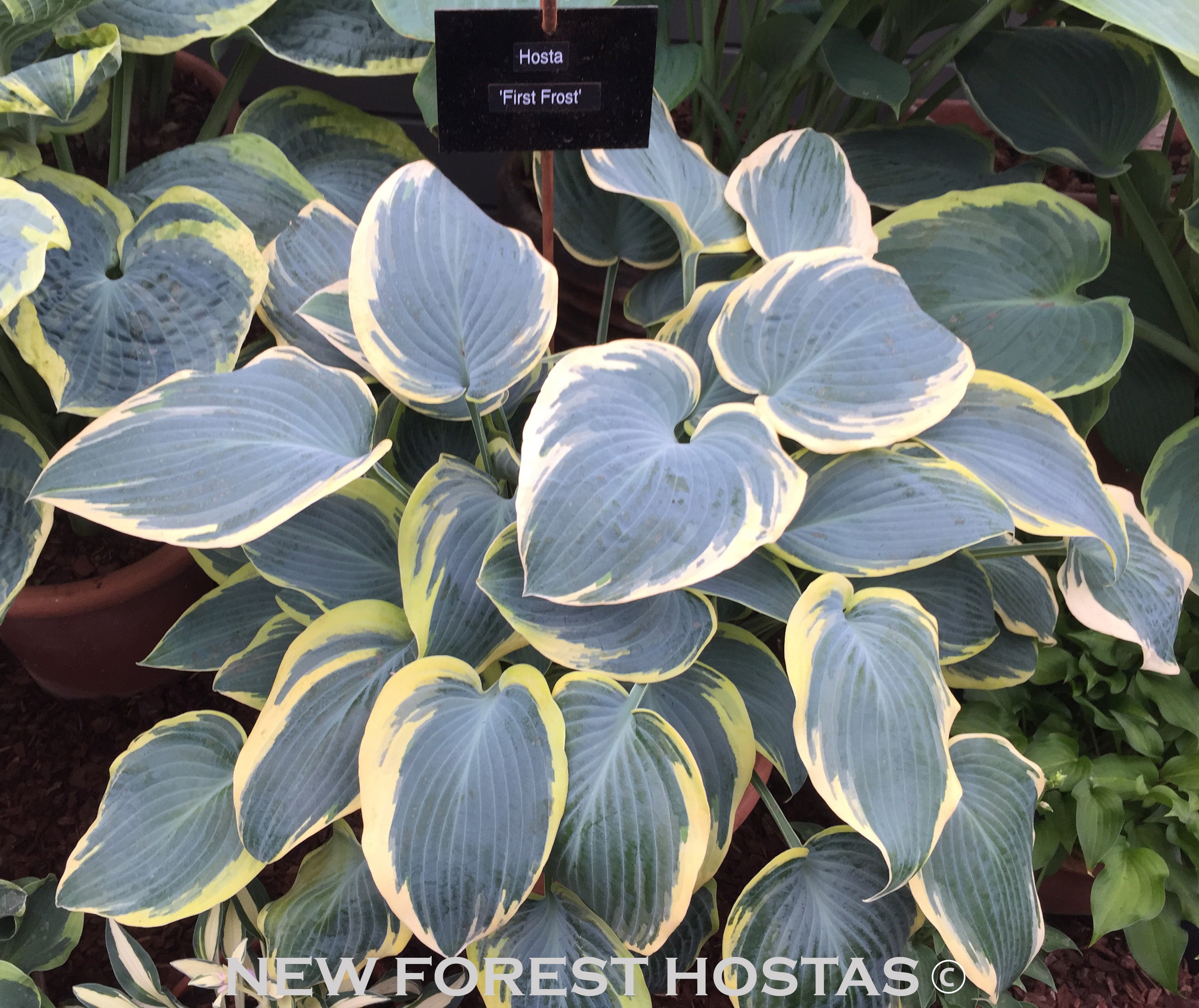 Hosta 'First Frost' - New Forest Hostas & Hemerocallis
